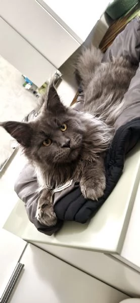 Coppia Maine coon | Foto 6