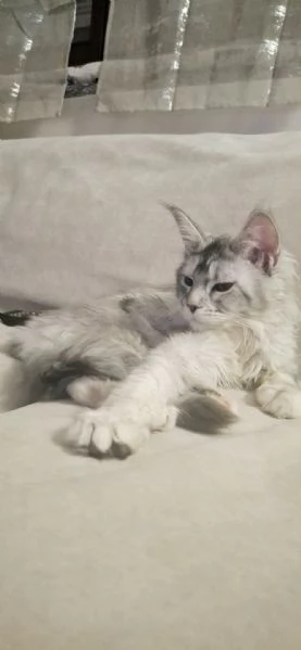 Coppia Maine coon | Foto 4