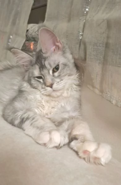 Coppia Maine coon | Foto 1