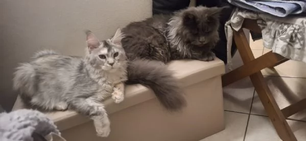 Coppia Maine coon | Foto 0
