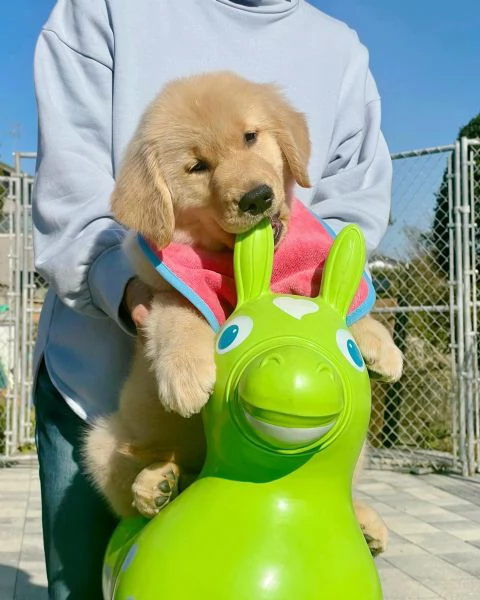 meravigliosi Golden Retriever per adozione