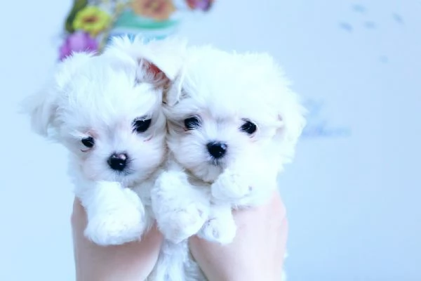 Cuccioli di razza Maltese Toy | Foto 0