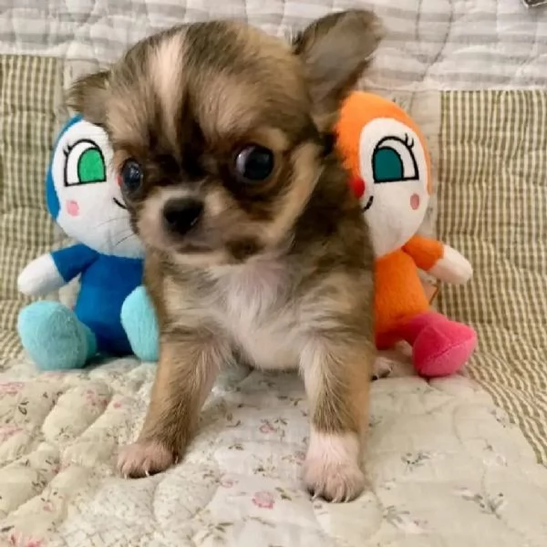 meravigliosi Chihuahua per adozione