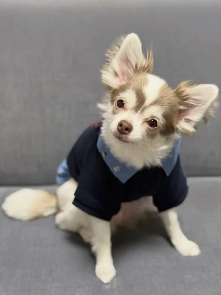 meravigliosi Chihuahua per adozione | Foto 3