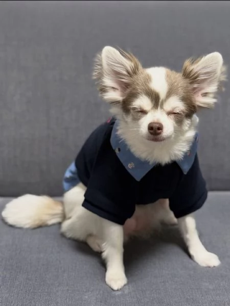 meravigliosi Chihuahua per adozione | Foto 2