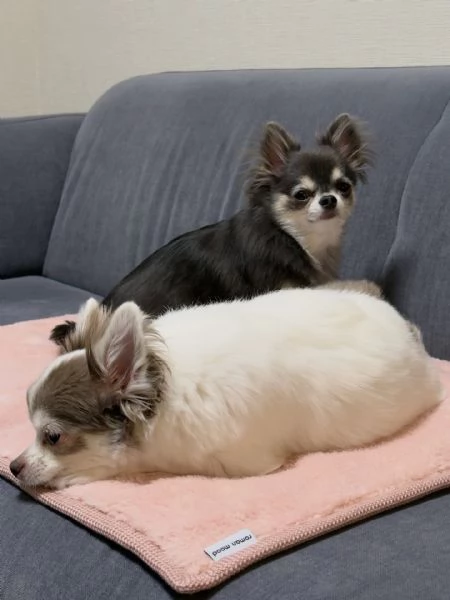 meravigliosi Chihuahua per adozione | Foto 3