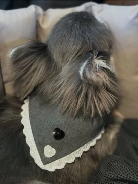 meravigliosi Chihuahua per adozione | Foto 2