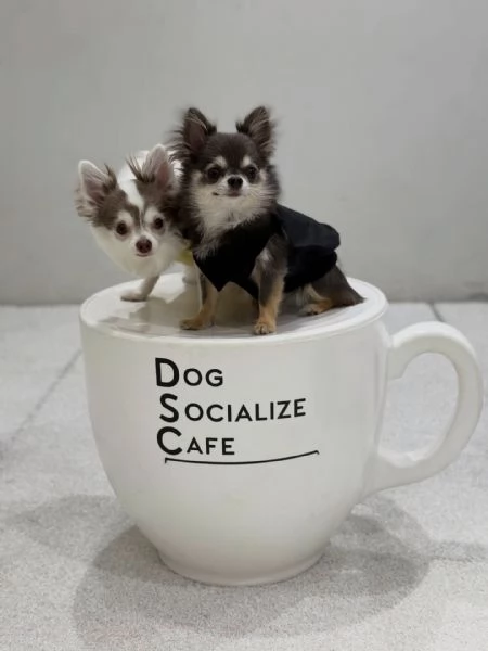 meravigliosi Chihuahua per adozione | Foto 4