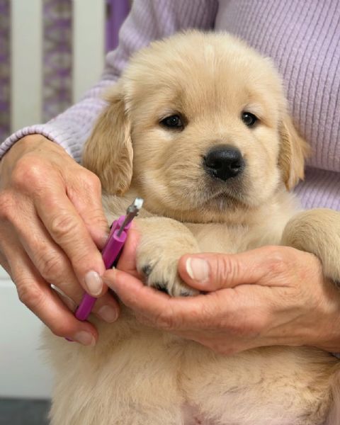 meravigliosi Golden Retriever per adozione | Foto 3