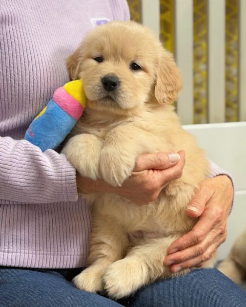 meravigliosi Golden Retriever per adozione | Foto 0