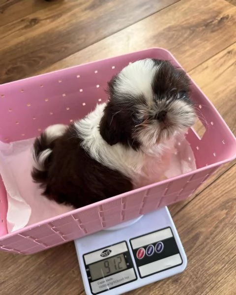 meravigliosi Shitzu per adozione | Foto 0