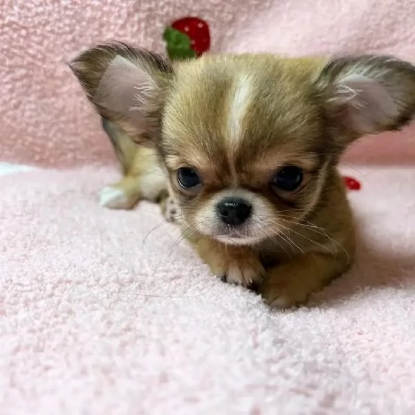 meravigliosi Chihuahua per adozione | Foto 2