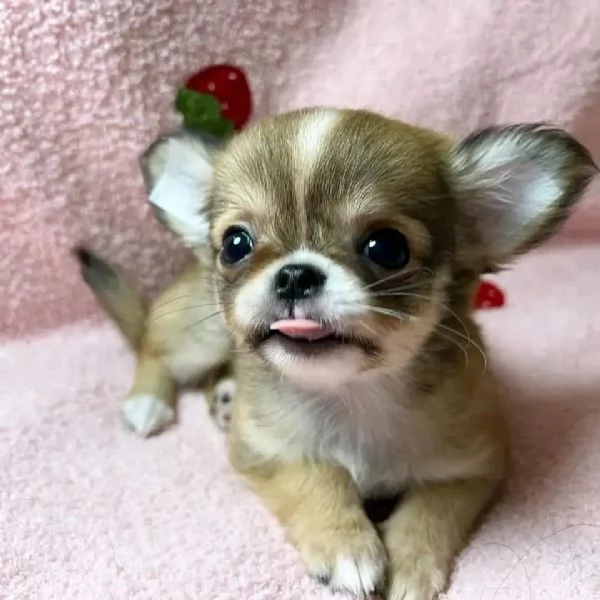meravigliosi Chihuahua per adozione | Foto 0
