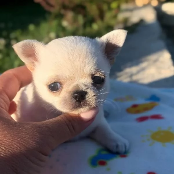 meravigliosi Chihuahua per adozione | Foto 2