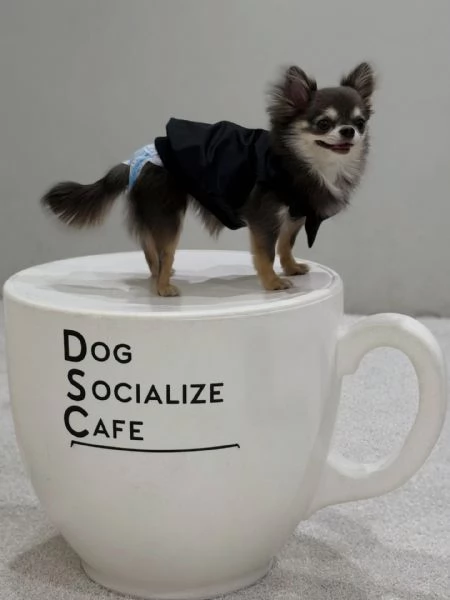 meravigliosi Chihuahua per adozione | Foto 6