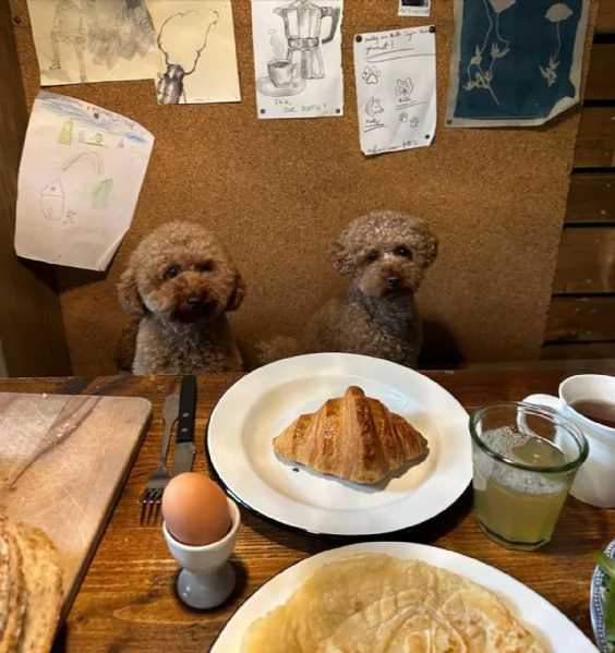 meravigliosi Barboncino per adozione