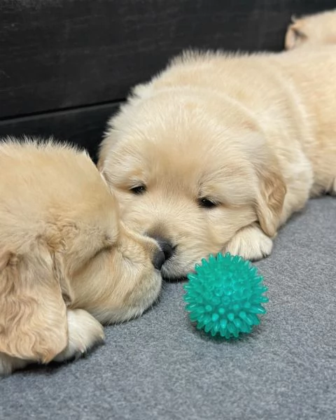 meravigliosi Golden Retriever per adozione | Foto 8