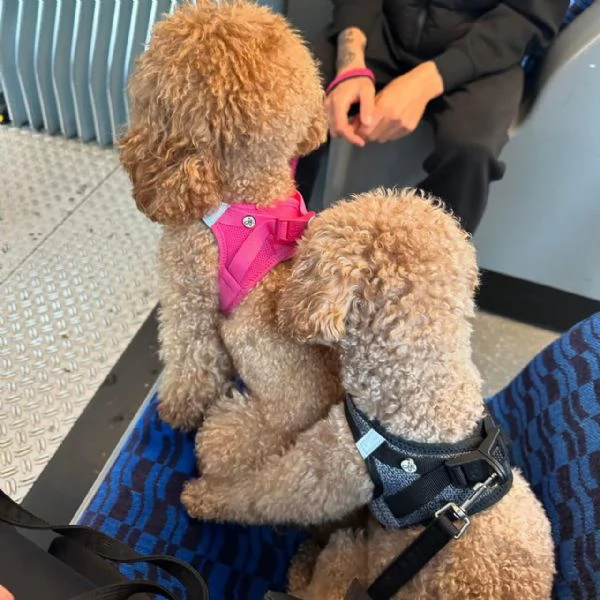 meravigliosi Barboncino per adozione | Foto 2