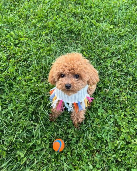 meravigliosi Barboncino per adozione | Foto 4