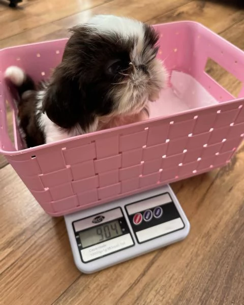 meravigliosi Shitzu per adozione | Foto 2