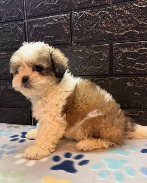 meravigliosi Shitzu per adozione