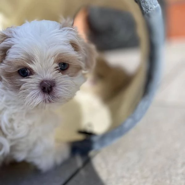 meravigliosi Shitzu per adozione | Foto 4