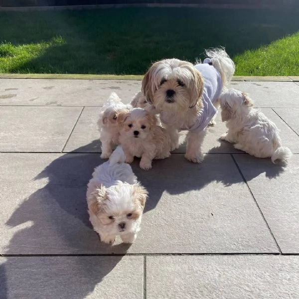 meravigliosi Shitzu per adozione | Foto 1