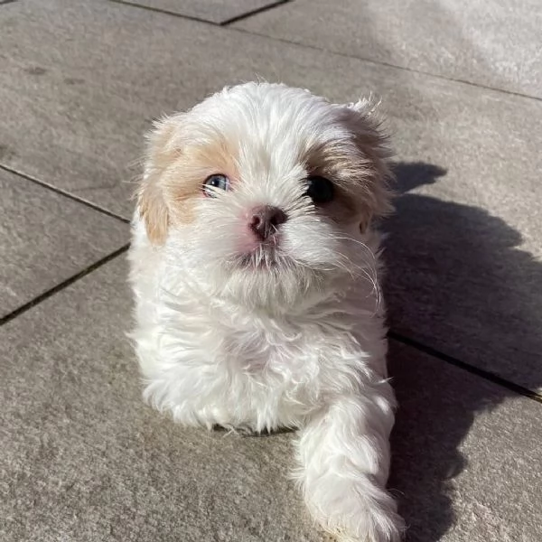 meravigliosi Shitzu per adozione