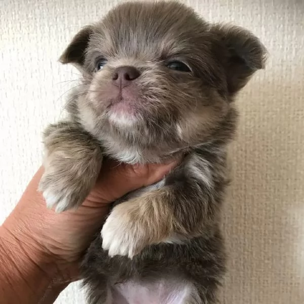 meravigliosi Chihuahua per adozione | Foto 0