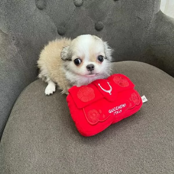 meravigliosi Chihuahua per adozione | Foto 2