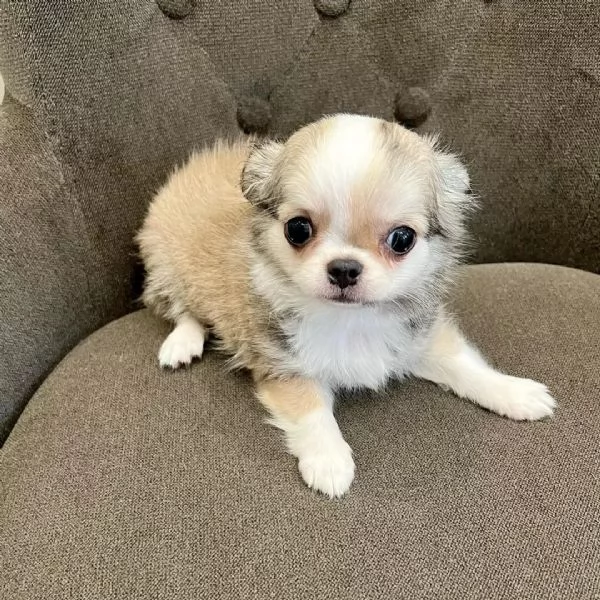 meravigliosi Chihuahua per adozione | Foto 1