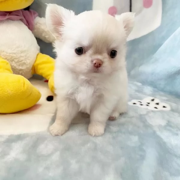 meravigliosi Chihuahua per adozione | Foto 6