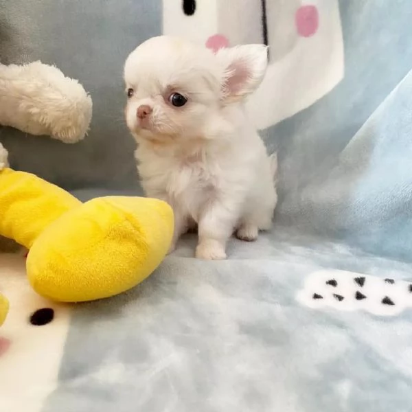 meravigliosi Chihuahua per adozione | Foto 5