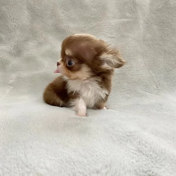 meravigliosi Chihuahua per adozione | Foto 0