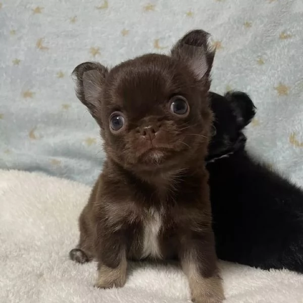 meravigliosi Chihuahua per adozione | Foto 3