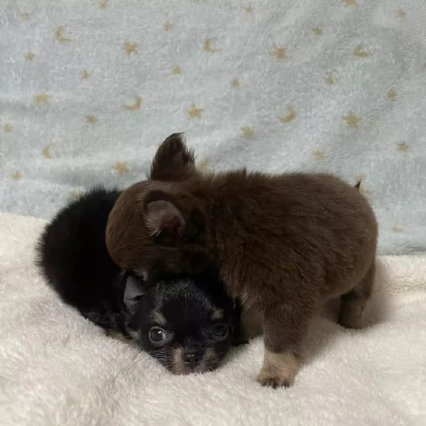 meravigliosi Chihuahua per adozione | Foto 2