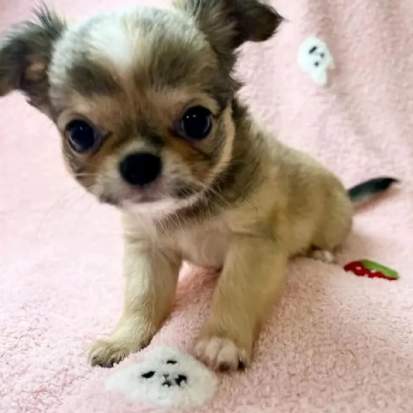 meravigliosi Chihuahua per adozione | Foto 0
