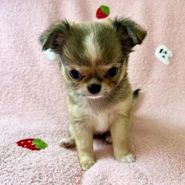 meravigliosi Chihuahua per adozione | Foto 3