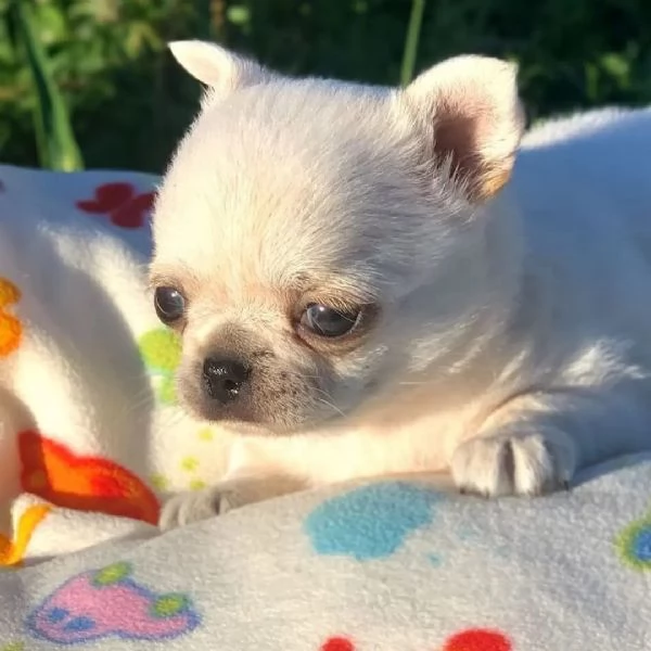 meravigliosi Chihuahua per adozione