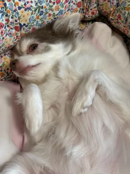 meravigliosi Chihuahua per adozione | Foto 4