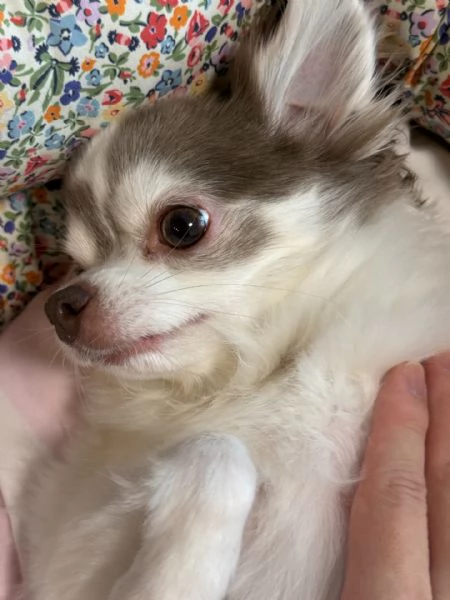 meravigliosi Chihuahua per adozione | Foto 3