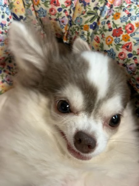 meravigliosi Chihuahua per adozione | Foto 1