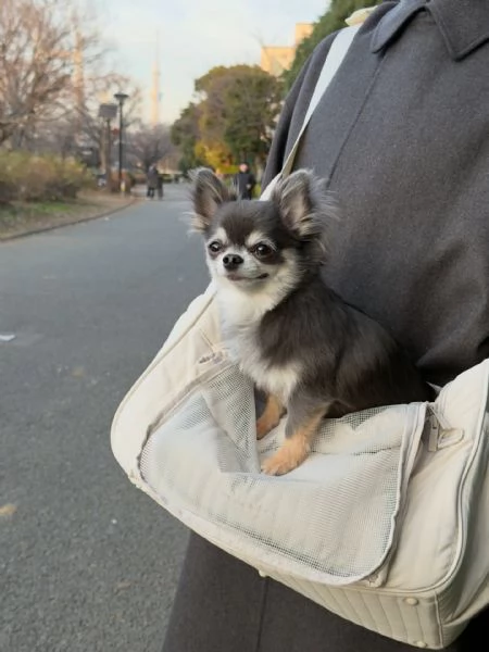 meravigliosi Chihuahua per adozione | Foto 1