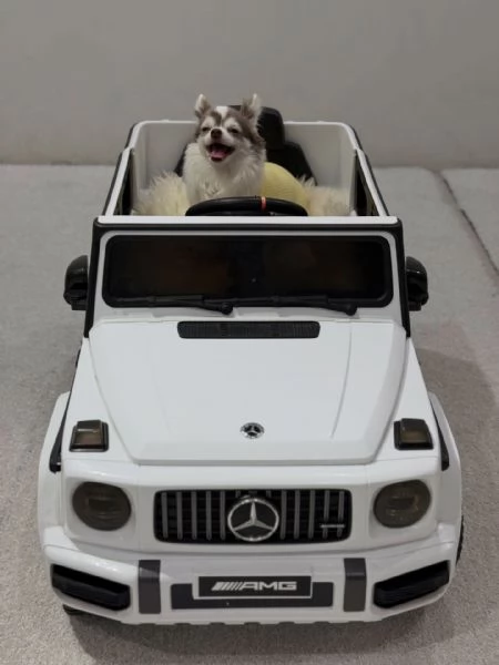 meravigliosi Chihuahua per adozione | Foto 1