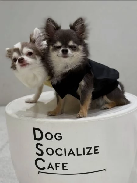 meravigliosi Chihuahua per adozione | Foto 0