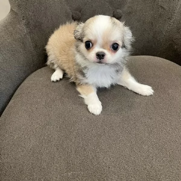 meravigliosi Chihuahua per adozione