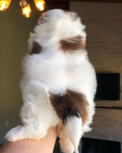 meravigliosi Shitzu per adozione | Foto 1