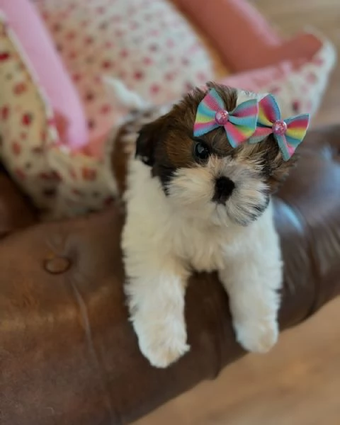 meravigliosi Shitzu per adozione | Foto 1