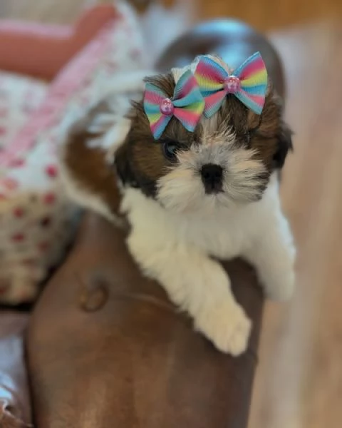 meravigliosi Shitzu per adozione