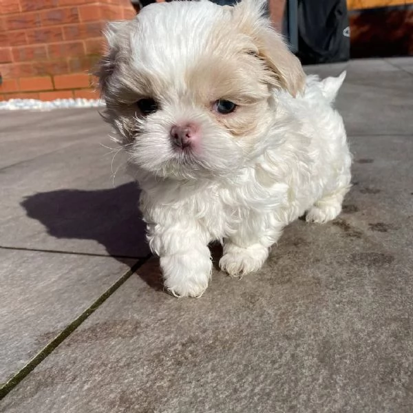 meravigliosi Shitzu per adozione | Foto 6